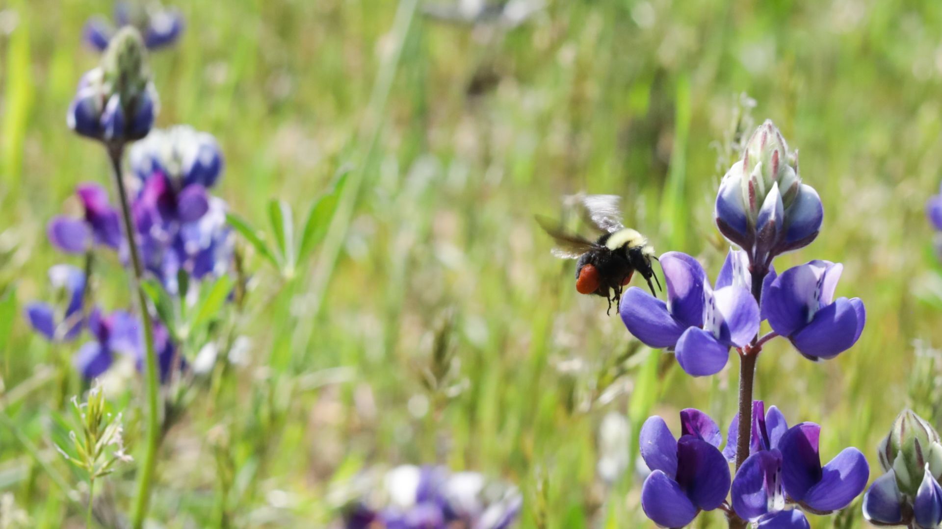 Bee at the Jordan Winery insectary